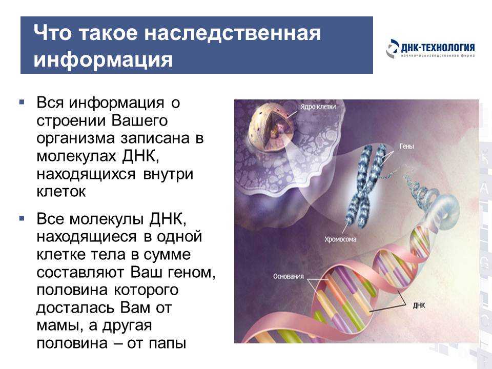25 фактов о днк, которые помогут вам разобраться в себе