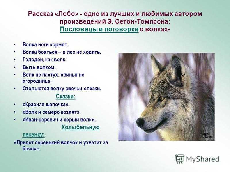 Поговорка про волка и лес. загадки, пословицы и стихи о волке