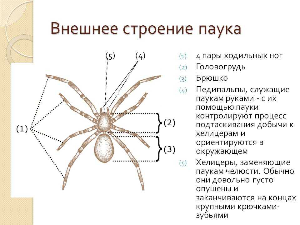 Сколько ножек у паука