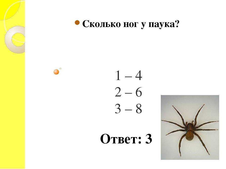Виды пауков. описание, названия, фото, особенности строения и поведения видов пауков