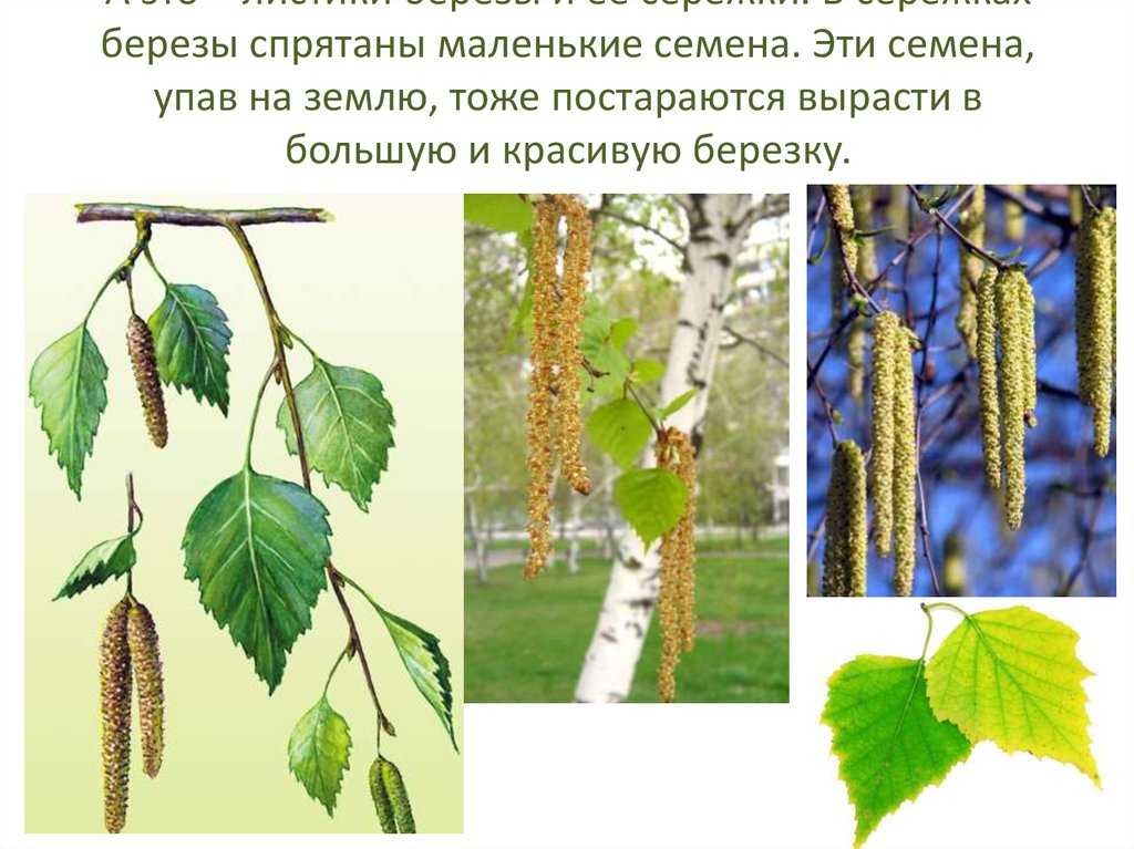 Береза повислая