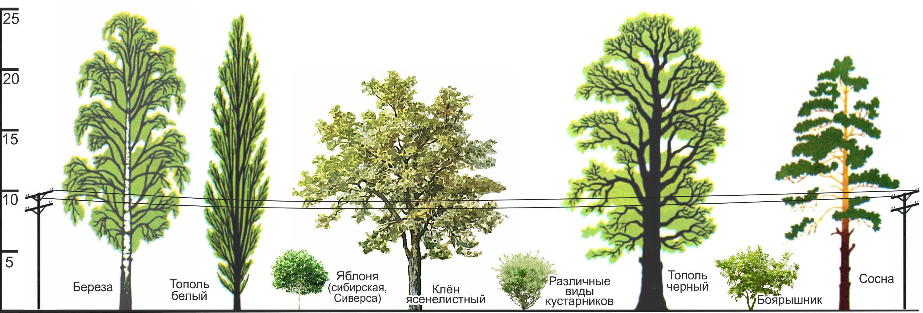 Березы парк схема