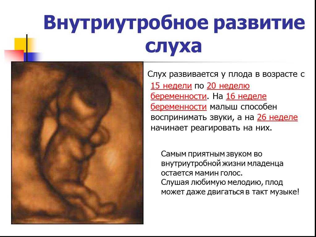 16 недель 3 5. Какого размера ребенок в 16 недель беременности. Формирование плода. Плод на 16 неделе беременности. Слух у плода внутриутробно.