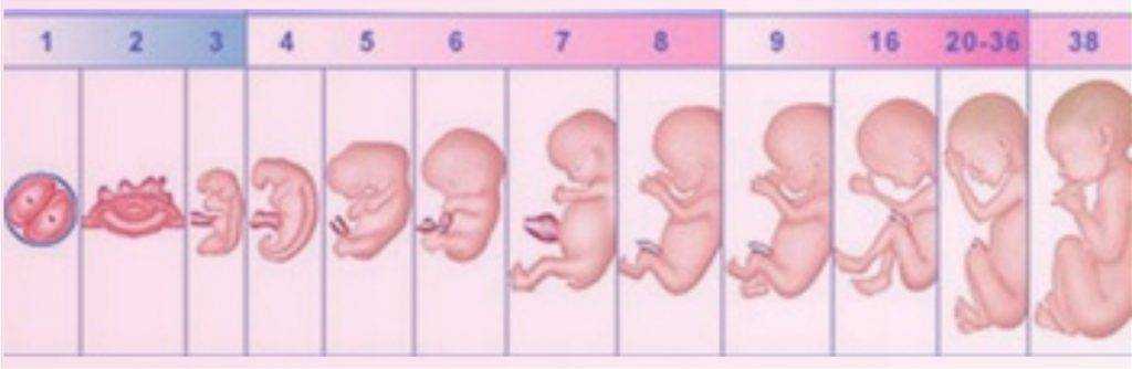 *§ 35—1. онтогенез человека. эмбриональное развитие человека