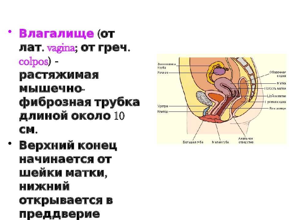 Менструальный цикл – маркер здоровья?