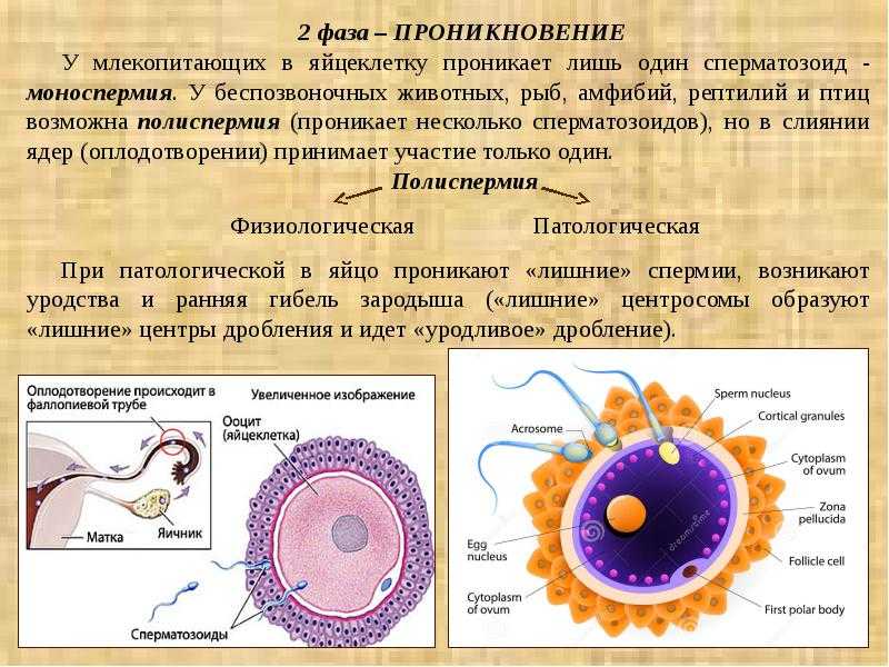 Оплодотворение в картинках