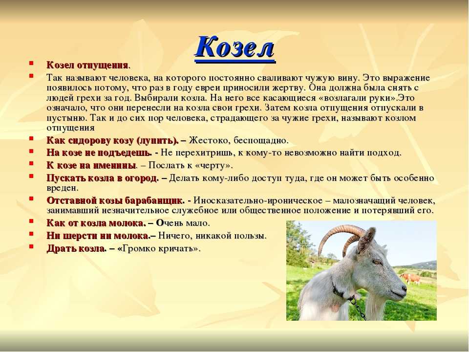 Почему козел символ. Интересные факты о козах. Фразы про козу. Информация о козе. Сообщение о козе.