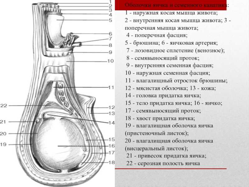Хилез крови: что это такое, причины, симптомы, диагностика и диета
