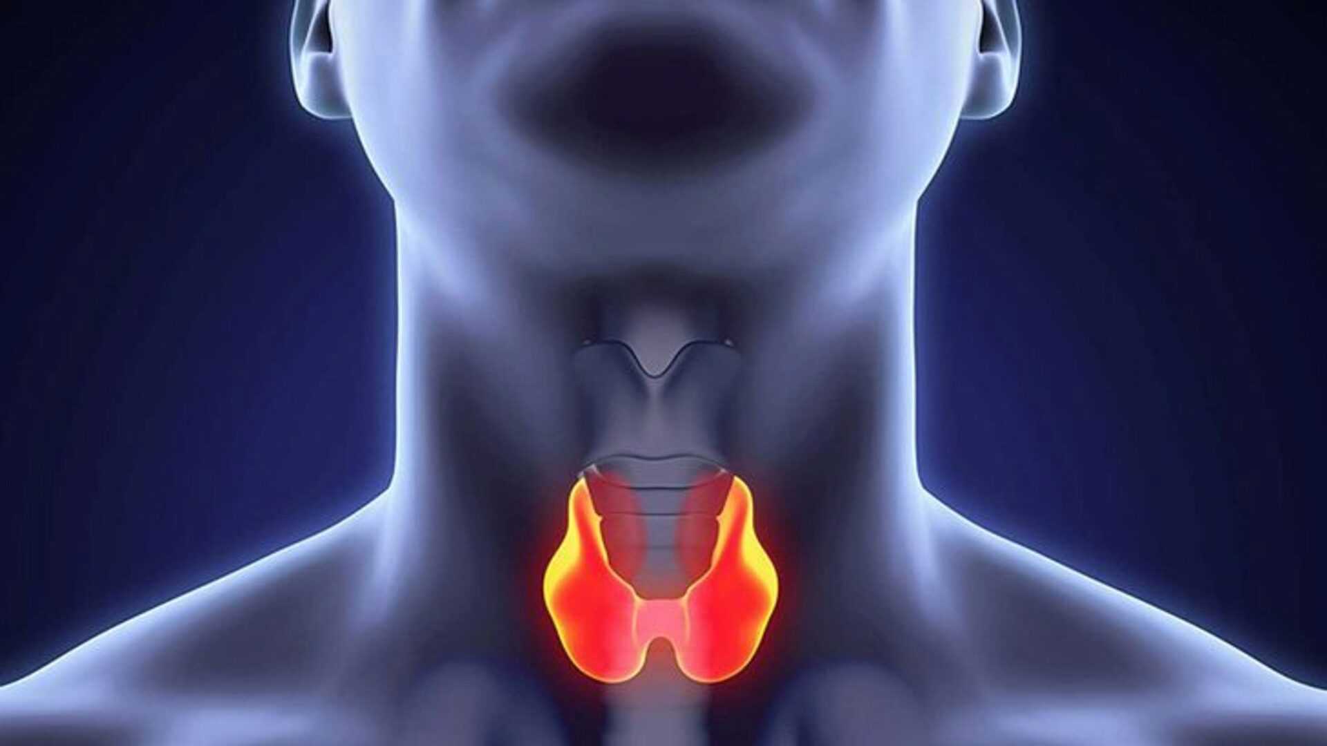 За что отвечает щитовидная железа?
