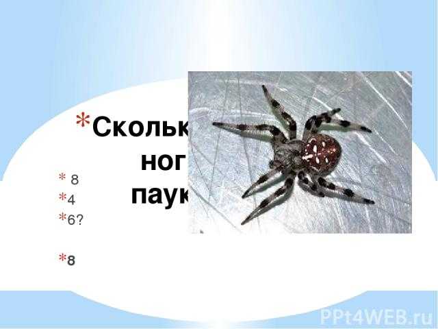 Сколько ног у паука и какую роль они выполняют?