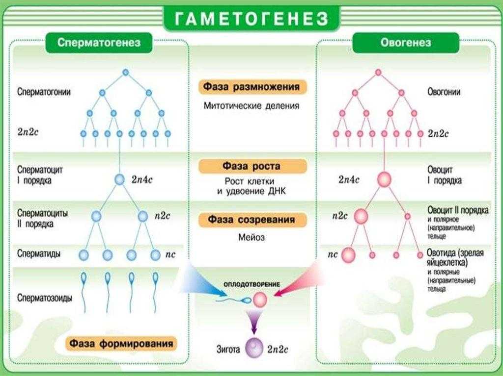 Гаметогенез — как происходит развитие половых клеток