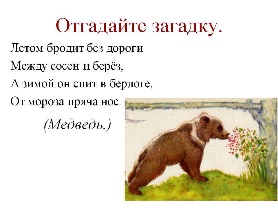 На какой вопрос отвечает медведь. Загадка про медведя для детей дошкольного возраста. Загадка про медведя. Загадка про мишку. Загадка про медведя для детей.