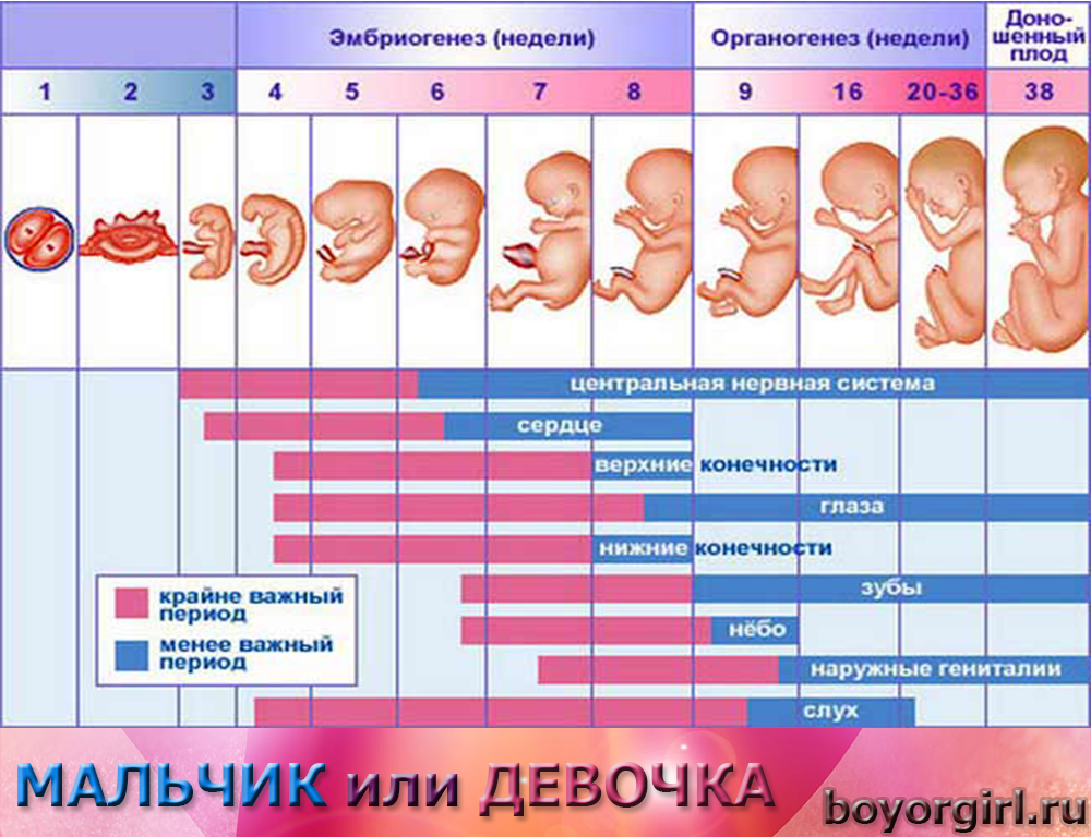Продолжительность беременности в неделях. Беременность по неделям. Физиологическое развитие плода. Беременный календарь. Сроки беременности по неделям.