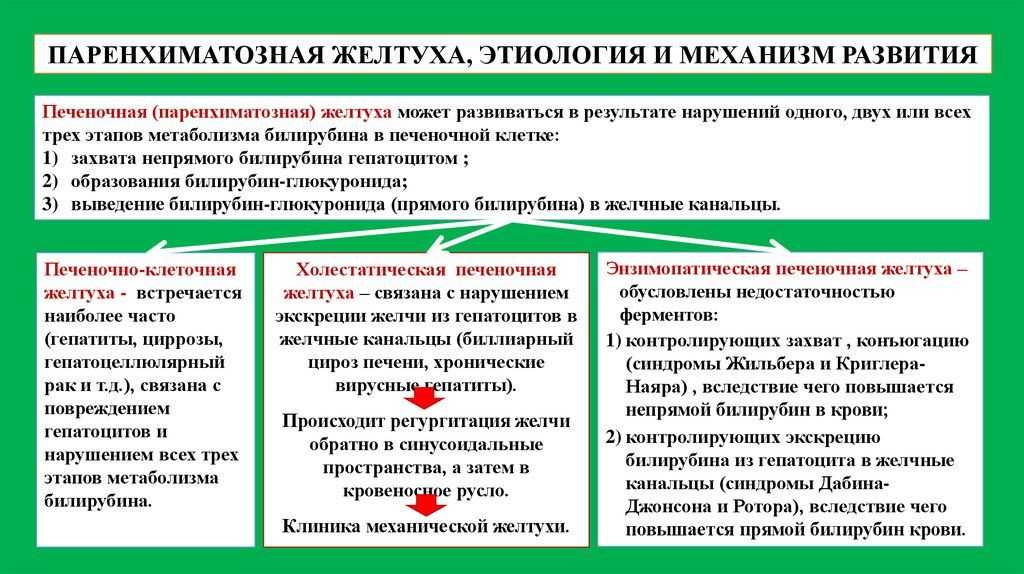 Гермафродитизм