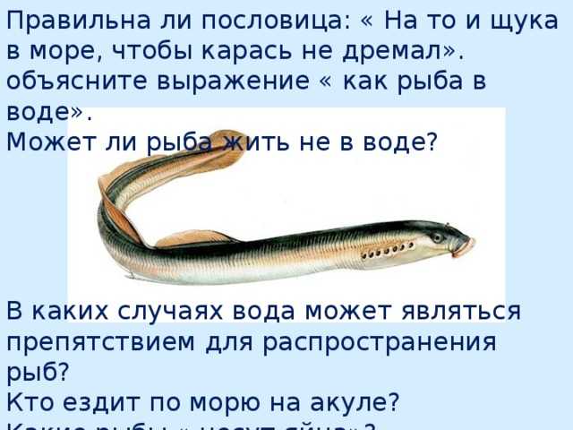 Пословицы и поговорки о рыбе
