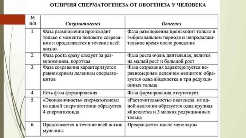Стадии гаметогенеза - криволапов в.н., 2013