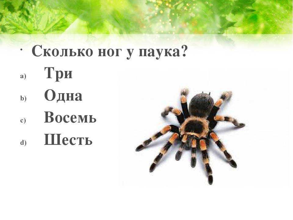 Сколько ног у паука и клеща: в чем различия между этими животными, образ жизни и функция в экосистеме