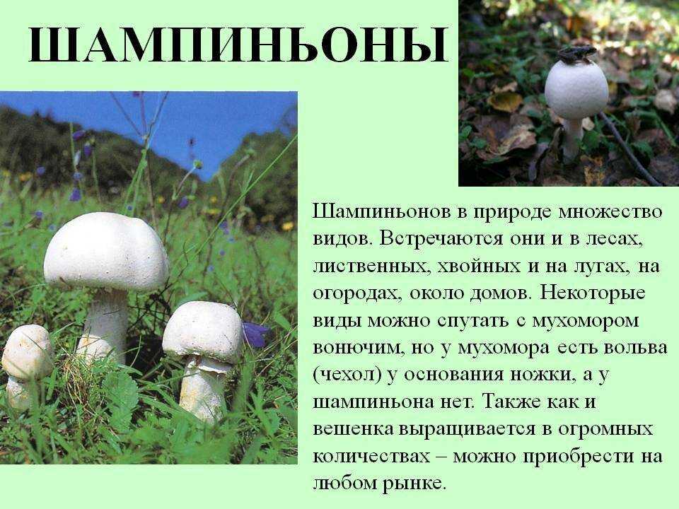 Польза и вред шампиньонов для здоровья организма