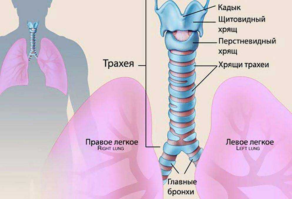 Трахея где находится у человека рисунок с описанием