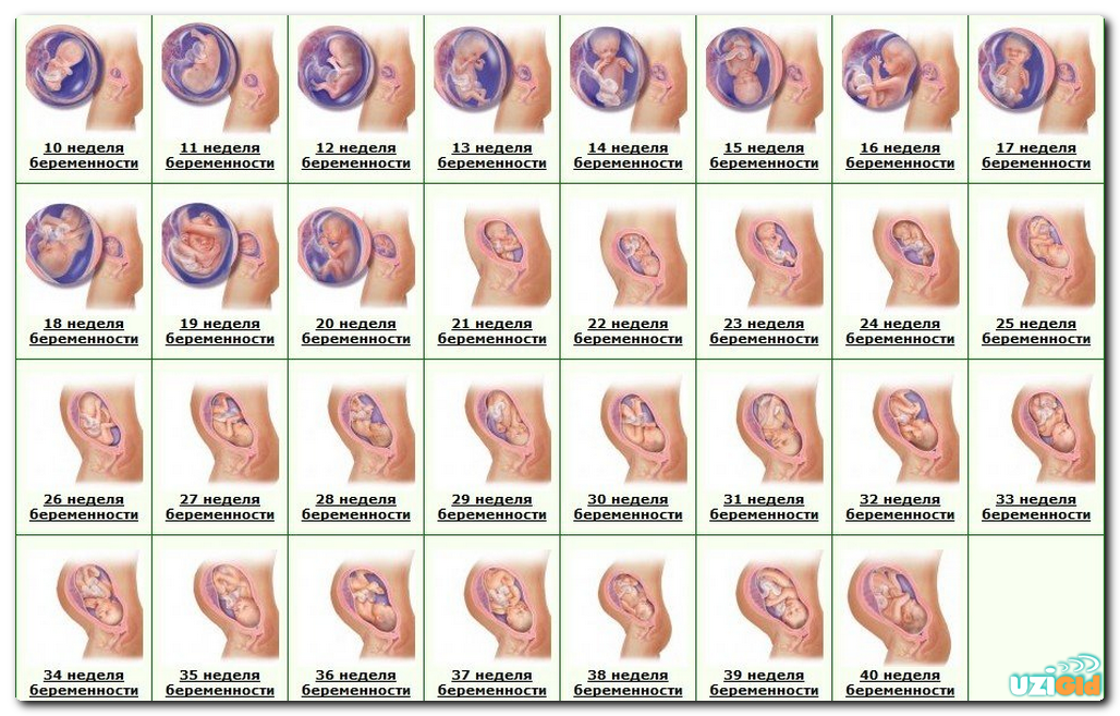 Эмбриональное и постэмбриональное развитие организмов. причины нарушения развития организмов