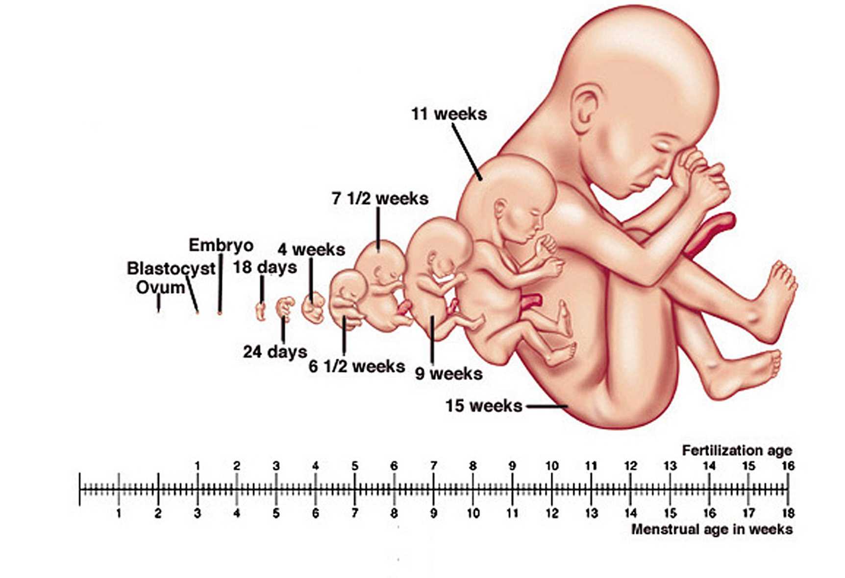 Развитие плода: гаструляция, эмбриональный период
