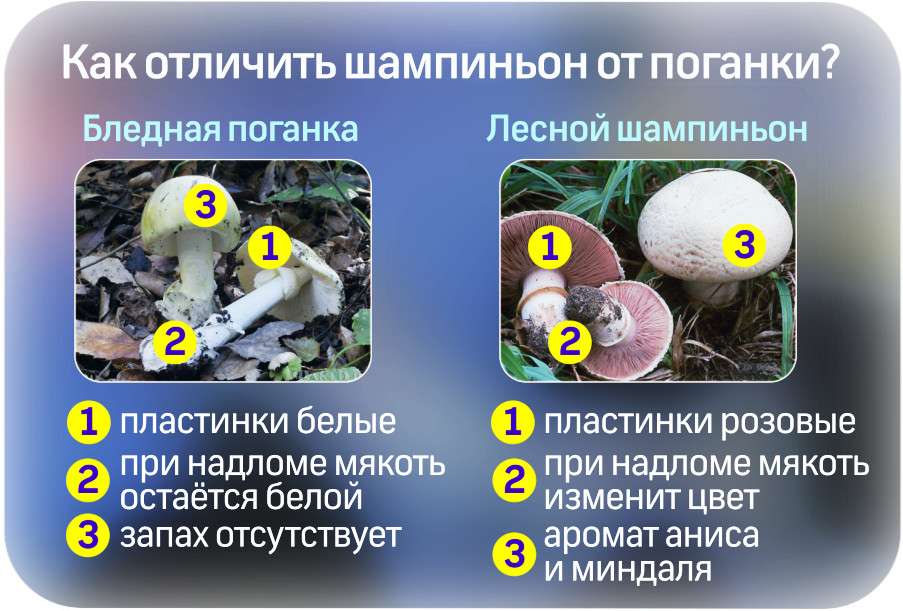 Шампиньоны — польза и вред, калорийность