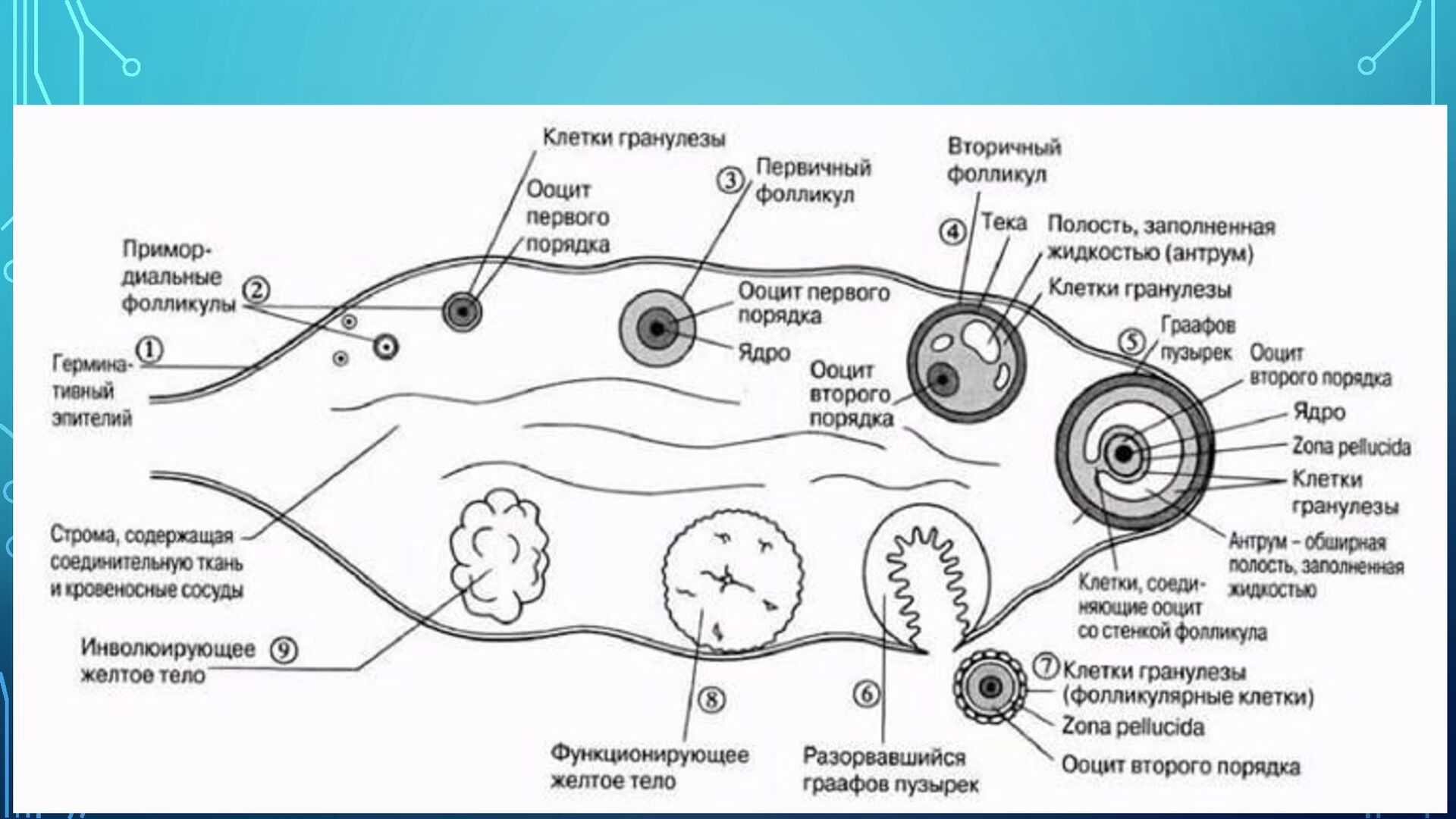 Оплодотворение в полости матки. Схема оплодотворения яйцеклетки. Схема созревания яйцеклетки в яичнике. Схема оплодотворения яйцеклетки у человека. Фазы оплодотворения схема.