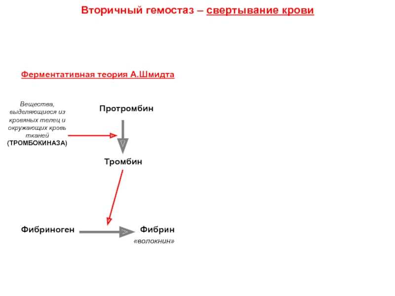Гемостаз отвечает за свертываемость крови В норме, кровотечение останавливается за считанные минуты Каков механизм этого процесса Какова физиология гемостаза и какая патология гемостаза существует