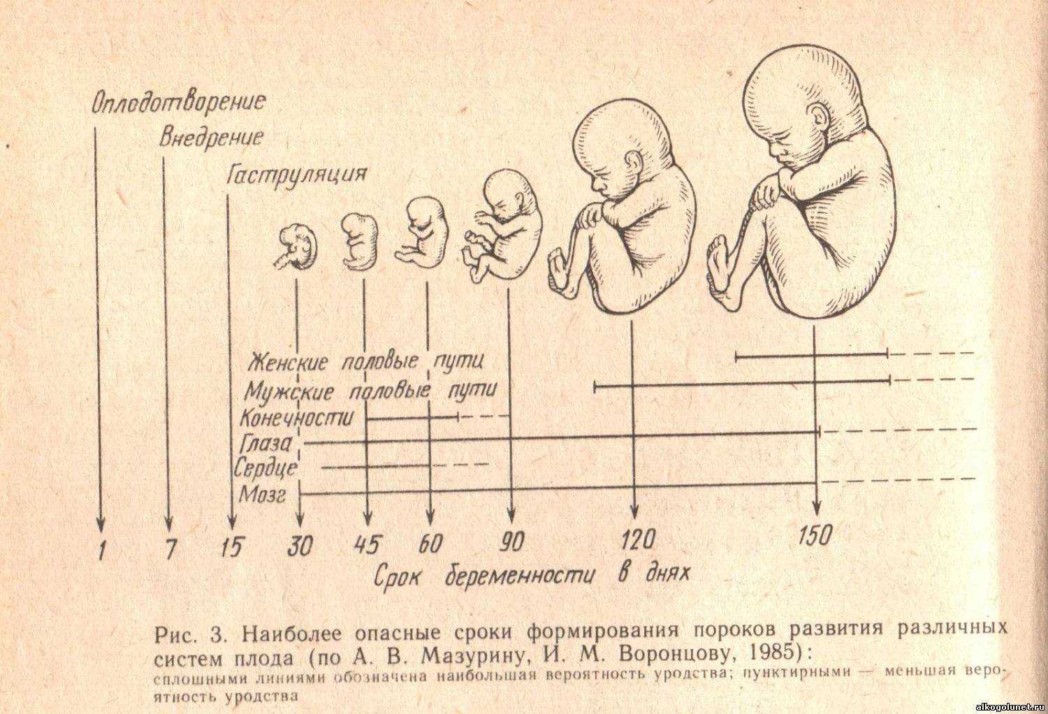 Размер плодного яйца по неделям беременности — таблица