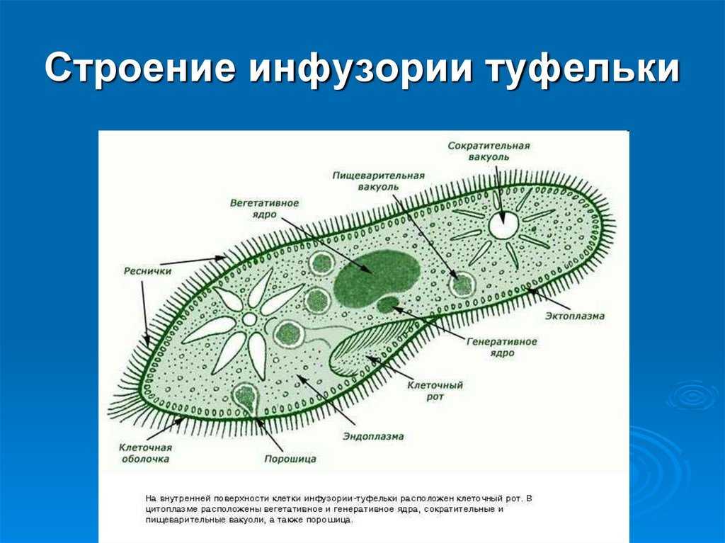 Какой тип питания характерен для инфузории туфельки изображенной на рисунке обоснуйте свой ответ