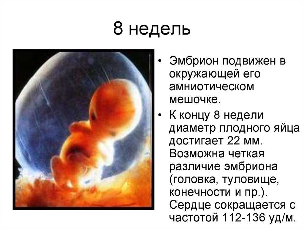 Картинки 8 недель беременности