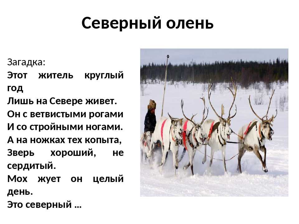 Загадки о диких животных россии для детей