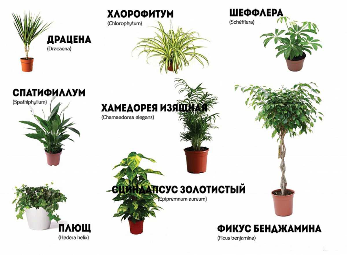 Выбираем растения для детской комнаты: 9 вариантов