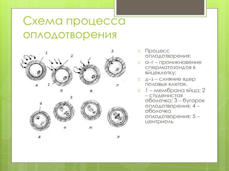 Зачатие ребенка