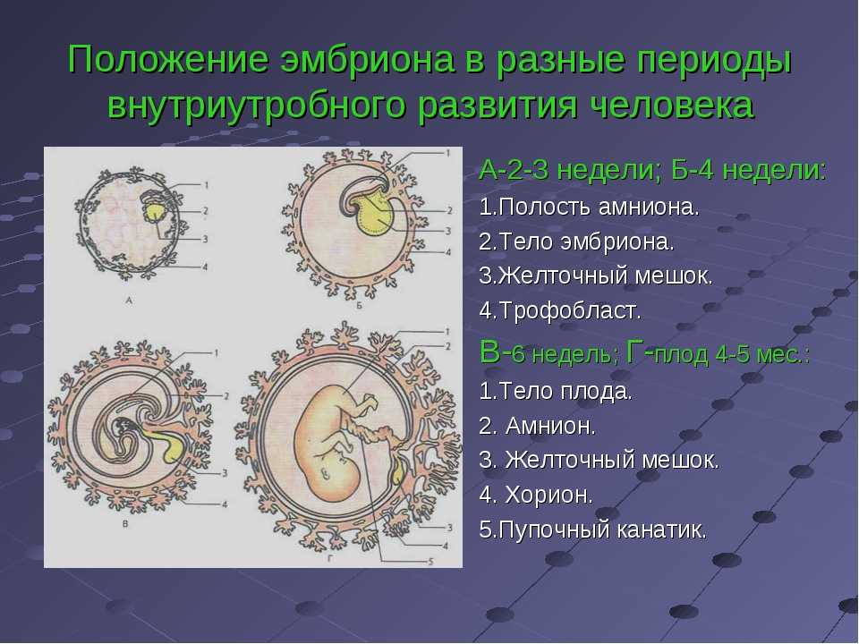 Схема развития эмбриона