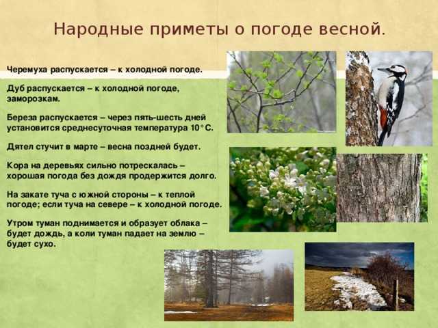 Картинки по приметам весны