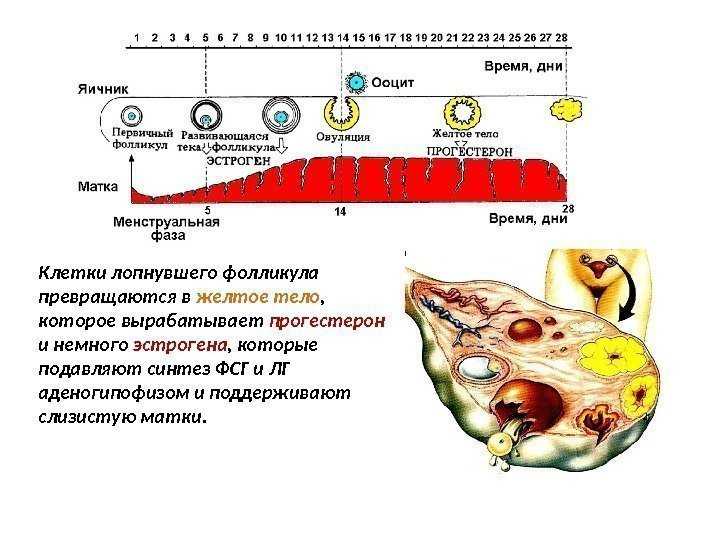 Секреция у женщин