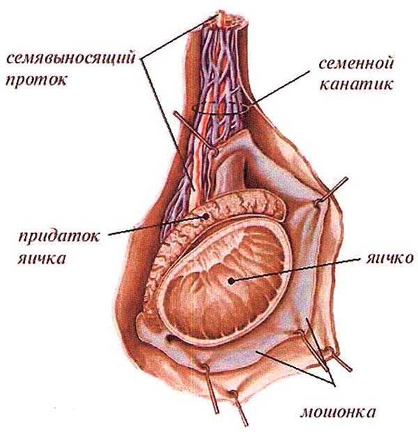 Канатик яичка. Воспаление семенного канатика. Семенной канатик анатомия. Семенной канатик у мужчин.