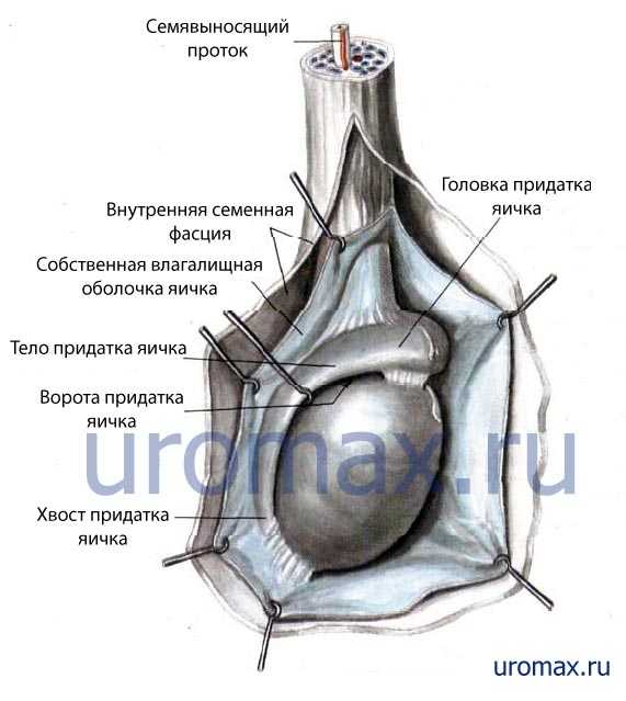 Рентген семенных пузырьков: что показывает, для чего назначается | food and health