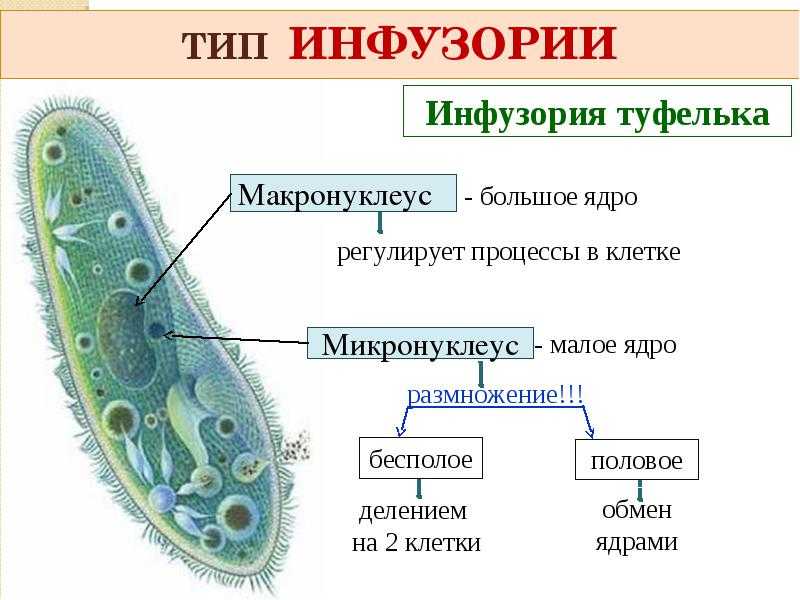 Инфузория малое ядро. Биология 5 класс инфузория туфелька строение. Тип питания инфузории. Царство животных Подцарство одноклеточные.