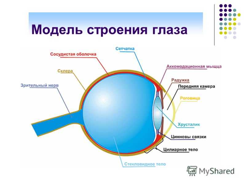 Глаз у человека имеет форму. Строение глаза модель. Модель глаза. Строение человеческого глаза. Модель глаза человека.