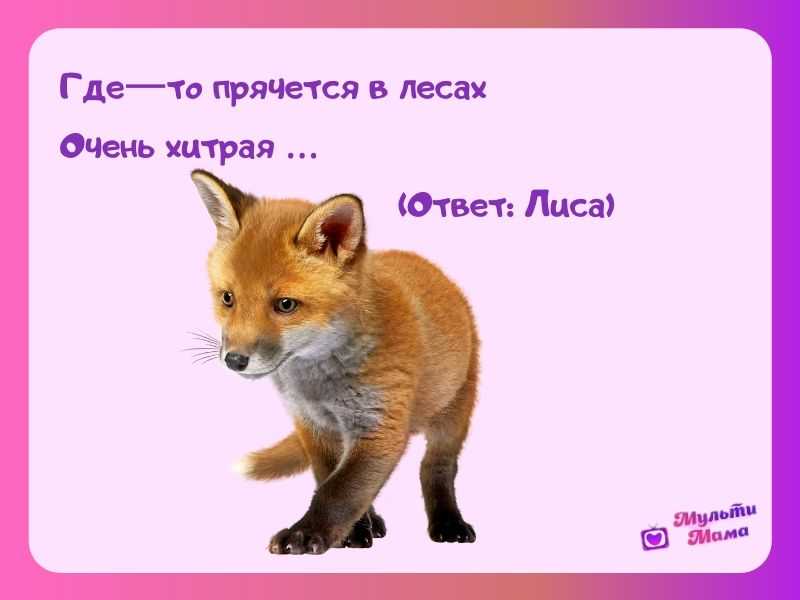 Загадки про животных для детей