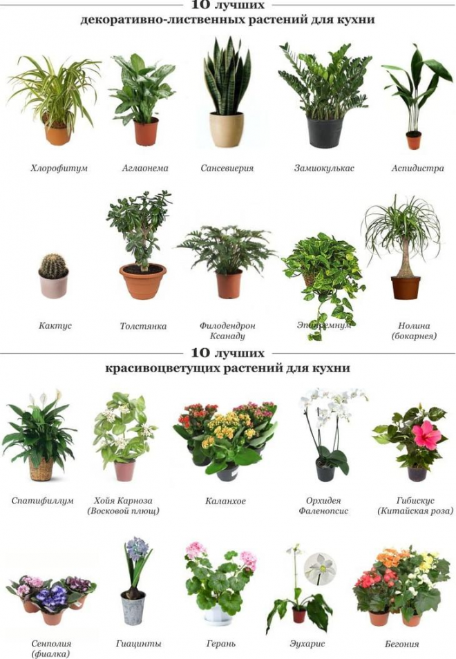 Безопасные растения для детской